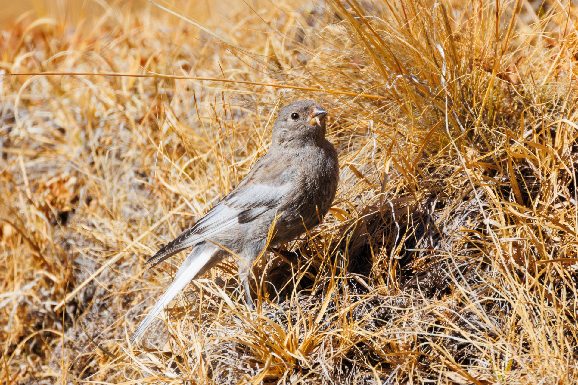 Asian Rosy Finch (Leucosticte arctoa), photo 10
