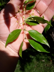 Blepharocalyx salicifolius