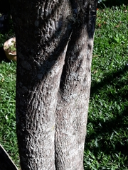 Blepharocalyx salicifolius