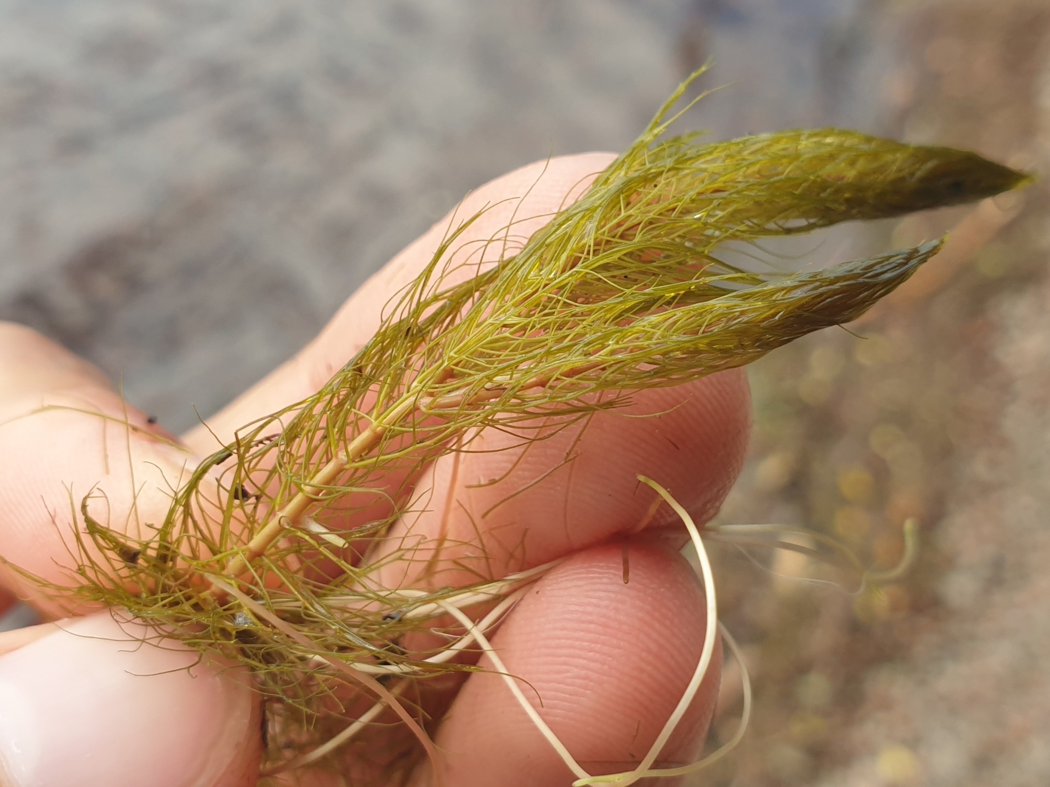 Alternate Water-Milfoil (Myriophyllum alterniflorum)