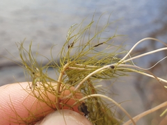 Myriophyllum alterniflorum, photograph (c) Clément Maouche, some rights reserved (CC BY)