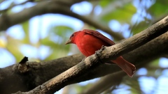 Piranga rubra