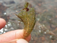 Myriophyllum alterniflorum, photograph (c) Clément Maouche, some rights reserved (CC BY)