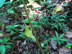 Arisaema macrospathum