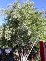 Blepharocalyx salicifolius