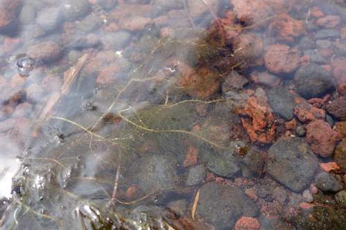 Myriophyllum alterniflorum, photograph 6