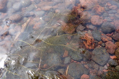 Myriophyllum alterniflorum, photograph (c) Clément Maouche, some rights reserved (CC BY)