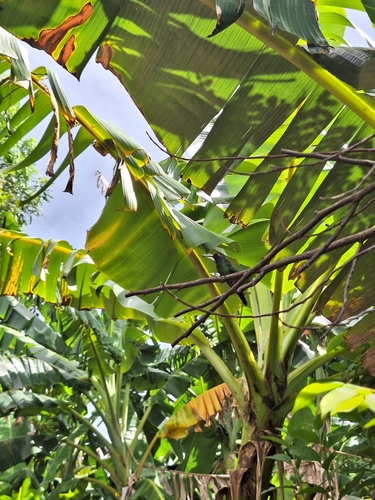 Cuban Emerald