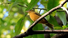 Piranga rubra