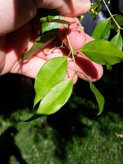 Blepharocalyx salicifolius