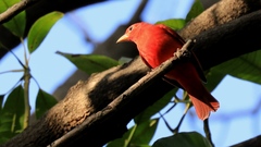 Piranga rubra