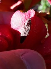 Conoderus fuscofasciatus