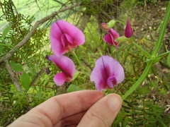 Lathyrus