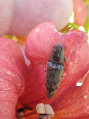 Conoderus fuscofasciatus