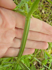Lathyrus