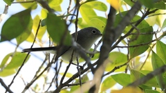 Polioptila caerulea