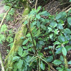Hedycarya arborea