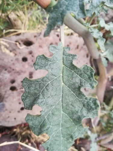 Image of Datura ceratocaula by (c) Erick Vélez Sánchez, some rights reserved (CC BY)