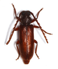 Pectoctenus bryanti