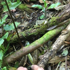 Hedycarya arborea