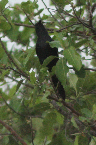 Neumann's Starling (Onychognathus neumanni), photo 5