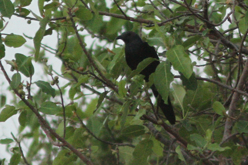 Neumann's Starling (Onychognathus neumanni), photo 6