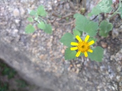 Perityle leptoglossa