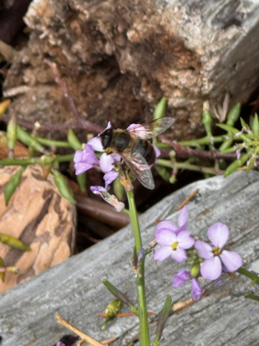 Unknown species found near Taylor Rd, Metchosin, BC, CA