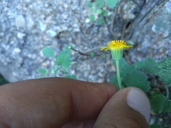 Perityle leptoglossa