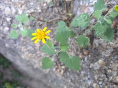 Perityle leptoglossa