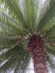 Cycas circinalis