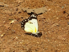 Belenois creona creona