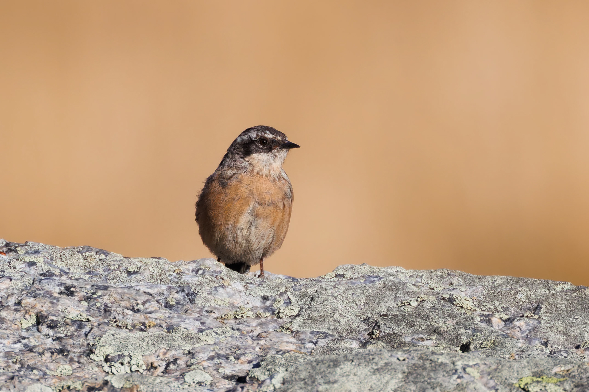 Brown Accentor