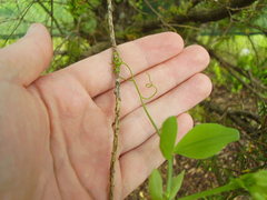 Lathyrus