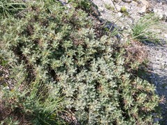 Astragalus arnacantha