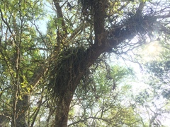 Tillandsia baileyi