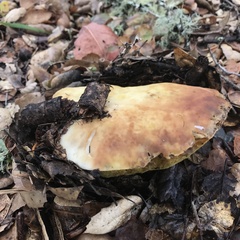 Butyriboletus persolidus
