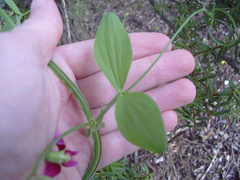 Lathyrus