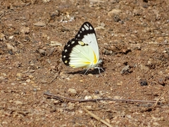 Belenois creona creona