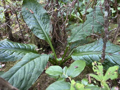 western skunk cabbage