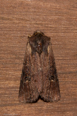 Ichneutica omoplaca