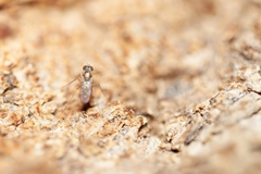 Dactylomyia lateralis