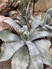 Agave colorata