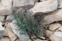 Argyrochosma microphylla