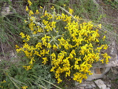 Genista humifusa