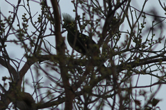 Tauraco persa buffoni