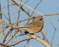 Junco hyemalis mearnsi