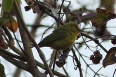 Zosterops senegalensis