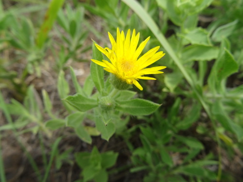 Heterotheca camporum (Greene) Shinners