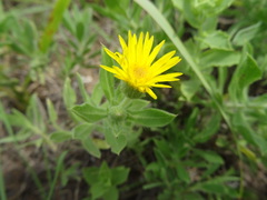 Heterotheca camporum